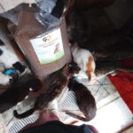 Mehrere Katzen versammeln sich um Futternäpfe auf einem Teppich neben einem großen Sack mit Trockenfutter. Am unteren Bildrand sind die Beine und Füße einer Person zu sehen. Die Szene scheint in einem Innenraum zu spielen.