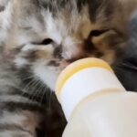 Eine Nahaufnahme eines kleinen getigerten Kätzchens, das Milch aus einem Babyfläschchen trinkt, die Augen halb geöffnet und das Fell weich und flauschig.