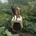 Ein brauner Hund steht auf einer verwitterten Hundehütte in einem eingezäunten Außenbereich, der von grünen Pflanzen und Laub umgeben ist.