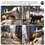 Vier Fotos von Hunden in einem Tiergehege im Freien, mit Sonnenlicht, Umzäunung und gestapelten Säcken mit Hundefutter. Die Hunde stehen oder schnüffeln umher; sie wirken aufmerksam und beschäftigen sich miteinander.