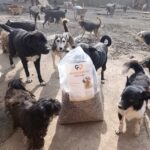 Ein großer Sack Hundefutter mit der Aufschrift Tierheim Tierfutter, umgeben von einer Gruppe von Hunden in einem Freigehege.