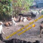 Eine Gruppe verschiedener Hunde auf einem Hof im Freien, überlagert von einem deutschen Text über Trockenfutter für ausgewachsene Hunde.