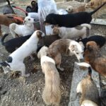 In einem Freigehege versammelte sich eine große Gruppe von Hunden um einen Sack Trockenfutter.