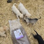 Sechs Welpen auf einem mit Stroh bedeckten Boden, von denen einer aus einem Napf neben einem großen Sack mit Trockenfutter frisst.