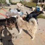 Eine Gruppe von Hunden unterschiedlicher Größe und Farbe versammelt sich um eine Schubkarre, die mit Säcken voller Trockenfutter beladen ist.