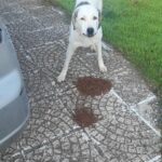 Ein großer weißer Hund mit dunklen Flecken steht auf einem gepflasterten Weg und blickt in die Kamera. Vor ihm liegen zwei Haufen Trockenfutter auf dem Boden. In der Nähe sind Gras und ein geparktes Auto zu sehen.