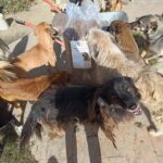 Eine Gruppe von Hunden, die einen großen Sack mit Trockenfutter umringt.