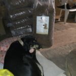 Ein schwarzer Hund mit einem weißen Fleck liegt drinnen auf einer Matte und schaut zurück. Hinter ihm stehen große Säcke mit Trockenfutter an einer Holzwand aufgestapelt, und im Hintergrund ist ein weißer Plastikstuhl zu sehen.