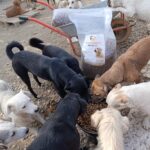 Eine Gruppe verschiedener Hunde drängt sich um einen schwarzen Eimer mit Trockenfutter, daneben steht eine Tüte Hundefutter in einer Schubkarre.