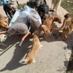 Eine Meute Hunde umringt eine Schubkarre, die mit Säcken voller Trockenfutter gefüllt ist.