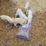 Fünf hellfarbige Welpen, die auf einer Strohunterlage aus einem Napf und einer offenen Tüte Trockenfutter fressen.