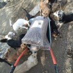 Eine Gruppe von Hunden versammelt sich um eine Schubkarre, die mit großen Säcken Trockenfutter beladen ist.